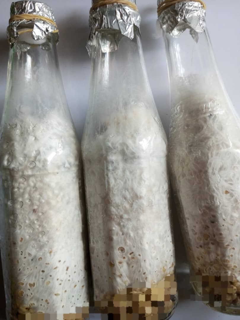 Mushroom Product 2 Image